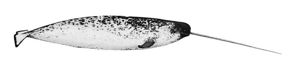 A picture of a black and white narwhal