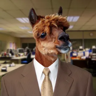 Karrie Gordon, business llama extraordinaire