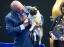 Vito the Pug